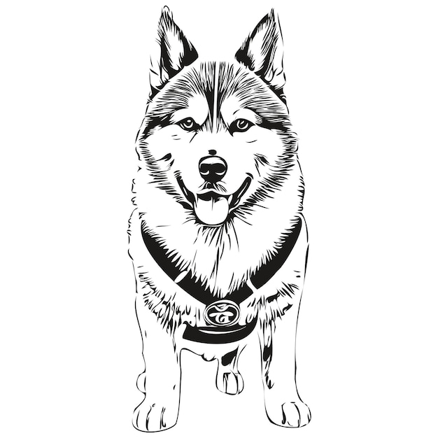 Vector akita dog realistic pet illustration hand drawing face black and white vector realistic breed pet