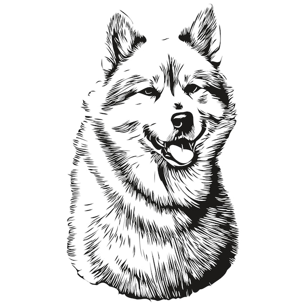 Vector akita dog vector face drawing portrait sketch vintage style transparent background realistic breed pet