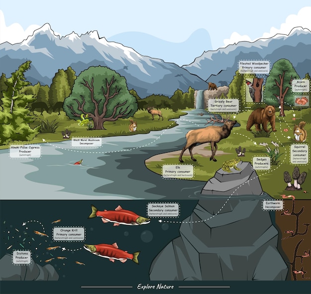 Alaska food web with their habitat