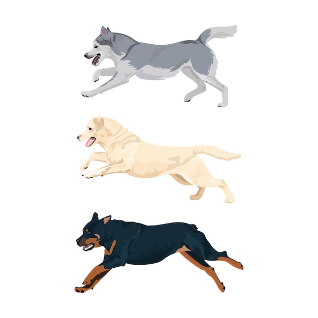 Vector alaskan malamute, rottweiler and labrador dog breeds isolated on white background.