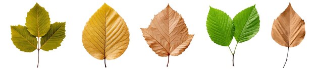 Vector alder leaf vector set isolated on white background