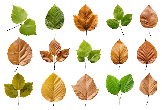 Vector alder leaf vector set isolated on white background