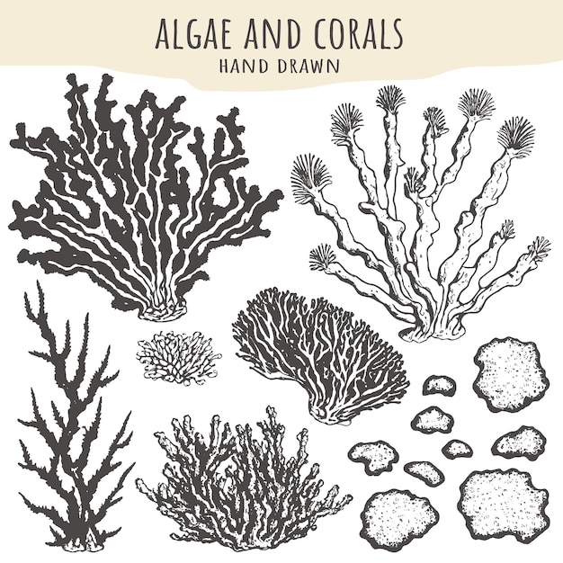 Algae and corals hand drawn set