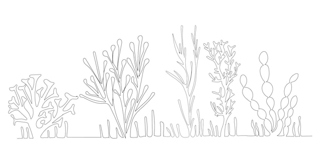 Vector algae drawing in one continuous line isolated vector