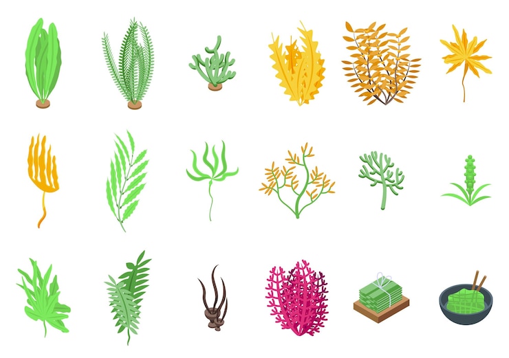 Vector 藻類のアイコン セット等尺性ベクトル スピルリナ植物