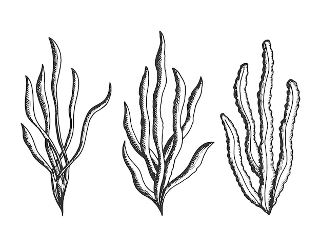 Algae marine set vector