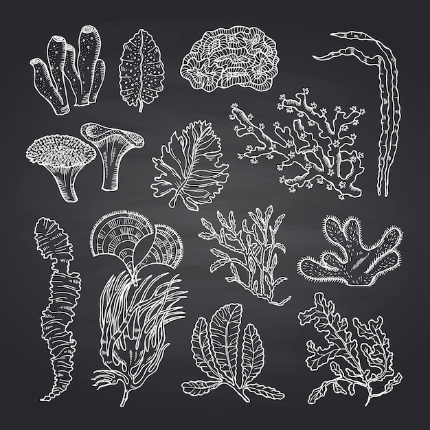 Algae sketch.  seaweed set on black chalkboard