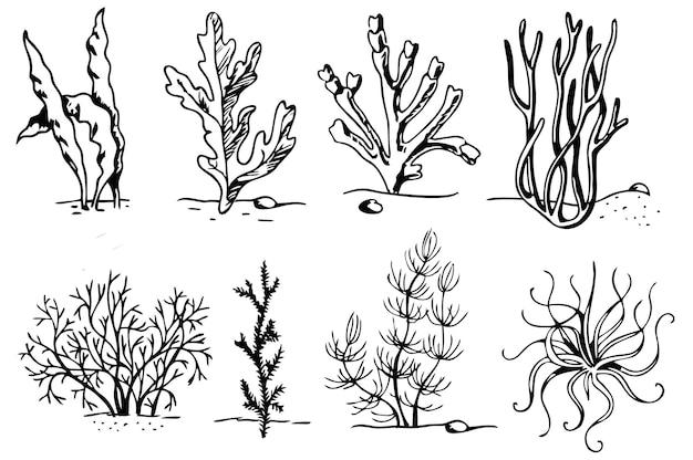 Vector algae sketch set hand drawn seaweed vector set on white background vector illustration  sketch