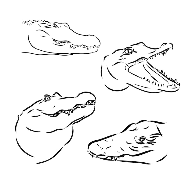 Alligator illustration in doodle style vector isolated on a white background