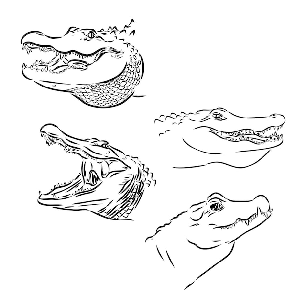 Alligator illustration in doodle style vector isolated on a white background
