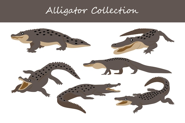 Vector alligator set cute cartoon alligator collection vector illustration