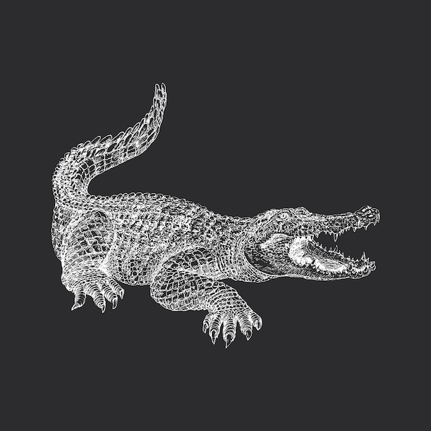 Vector alligator vintage hand drawn sketch in vector