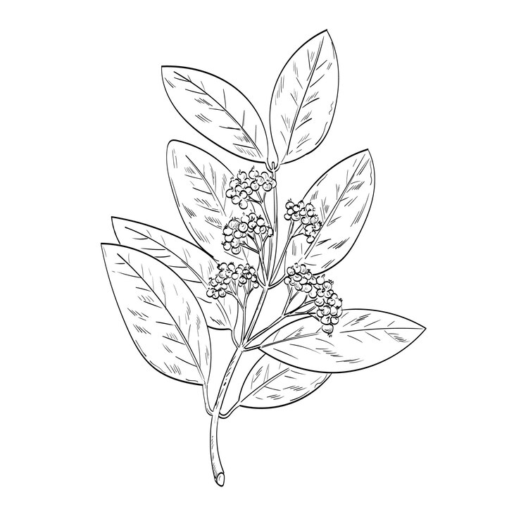 Vector allspice or jamaica pepper pimenta dioica plant drawing