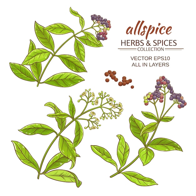 Allspice plant vector set on white background