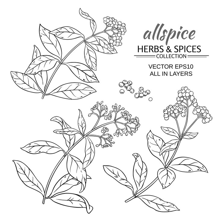 Vector allspice plant vector set on white background