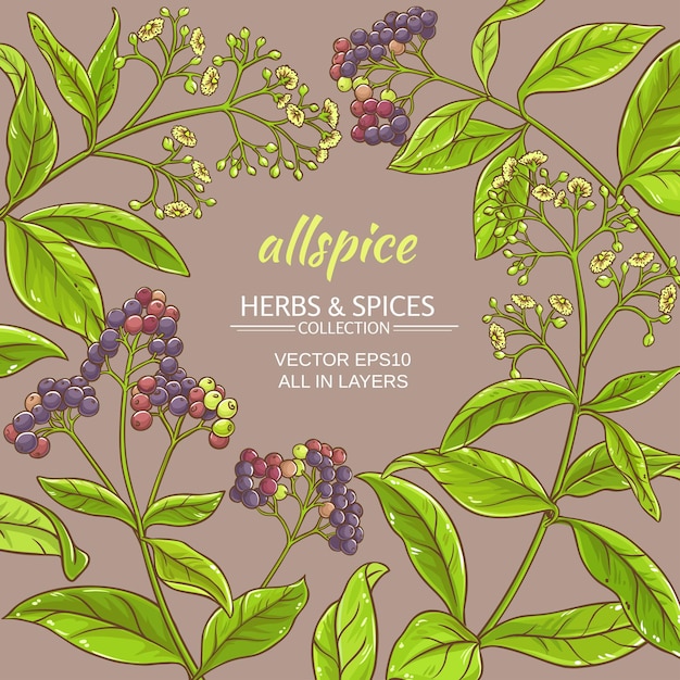 Allspice vector frame