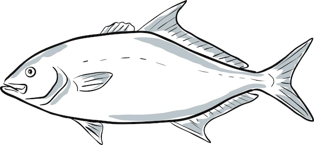 Vector almaco jack fish of florida cartoon drawing