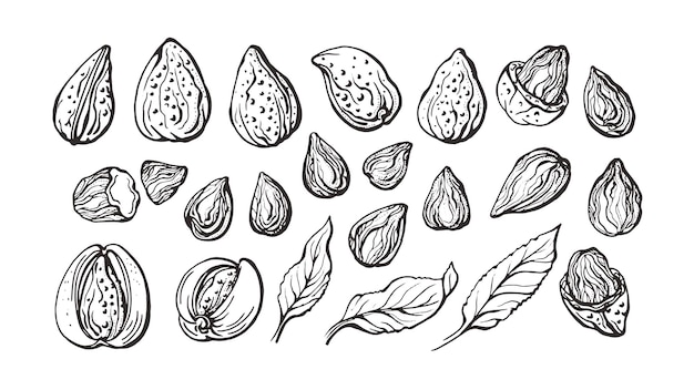 Vector almond. botany set of natural fruit, leaf, nut