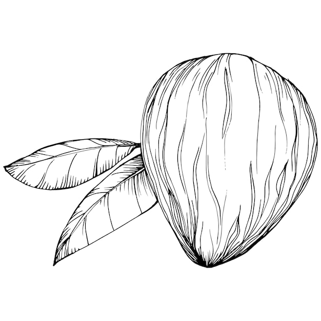 Almond handdrawn isolated