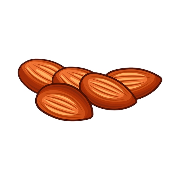 Vector almond nut dry fruit vector illustration