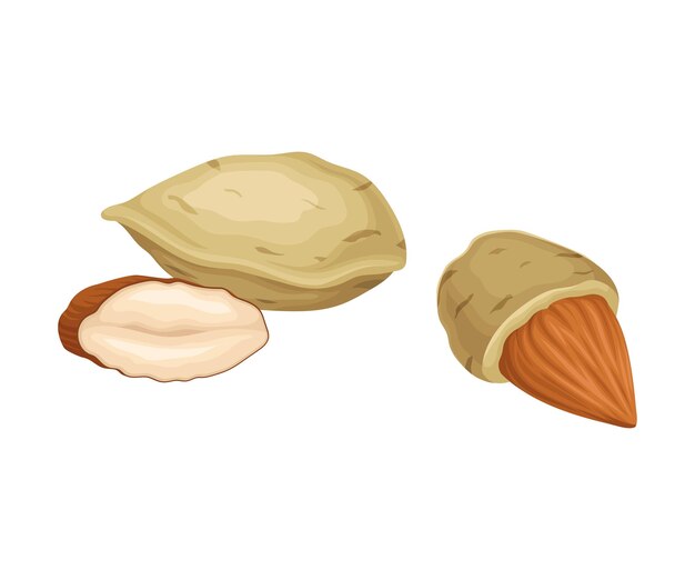 Almond Nuts in Shell and Half Peeled Vector Element Raw Vegetarian Snack and Seed