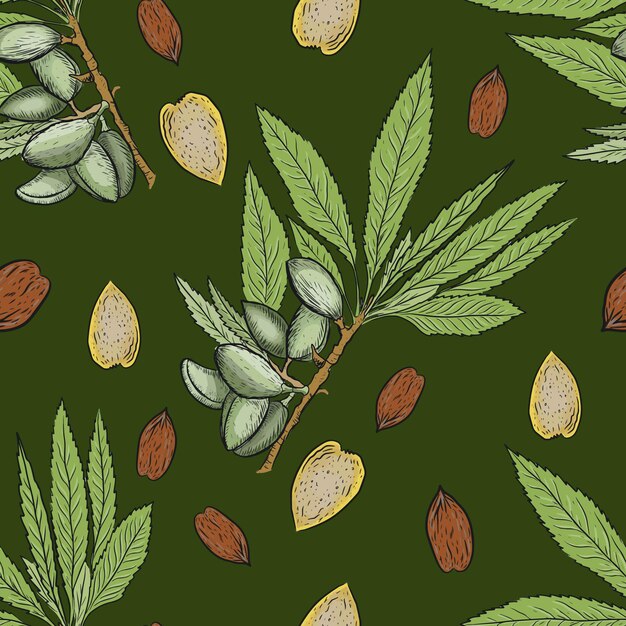 Vector almond set nuts patern seamless print textile food useful vitamins . plants leaves nature natural products  print textile food healthy vitamins graphic illustration hand drawn vector