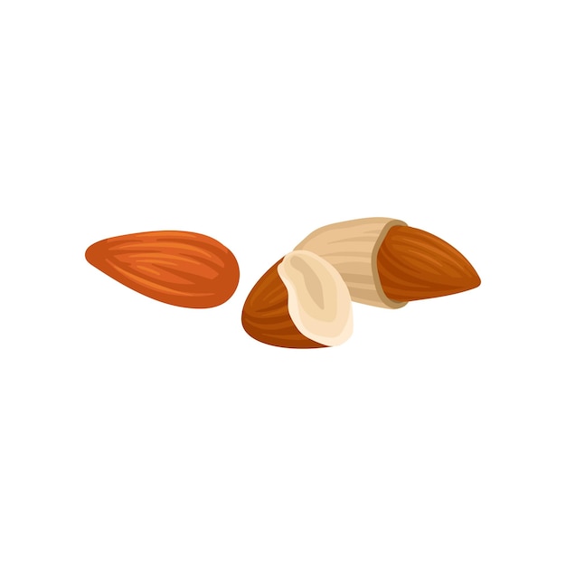 Almond source of edible oil vector Illustration on a white background