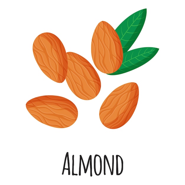 Almond superfood nuts for template farmer market design, label and packing. Natural energy protein organic food. Vector cartoon isolated illustration.