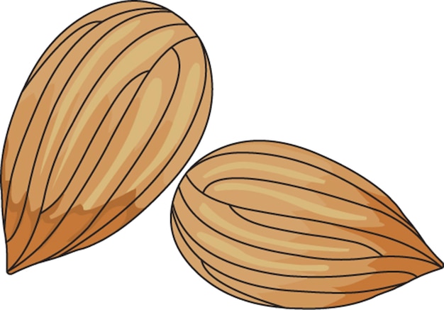 Vector almonds vector illustration