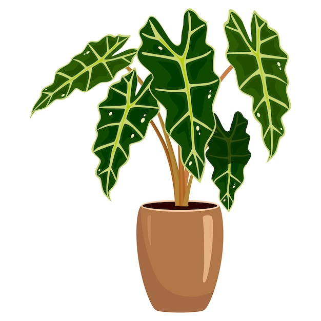 Vector alocasia een vectorillustratie illustratie voor het drukken van kaartjes en andere ontwerpprojecten