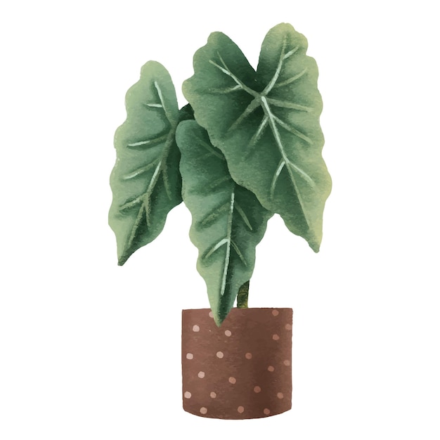 Vettore alocasia pianta d'appartamento in vaso fiore d'appartamento illustrazione isolata con pianta d'appartamento casa accogliente