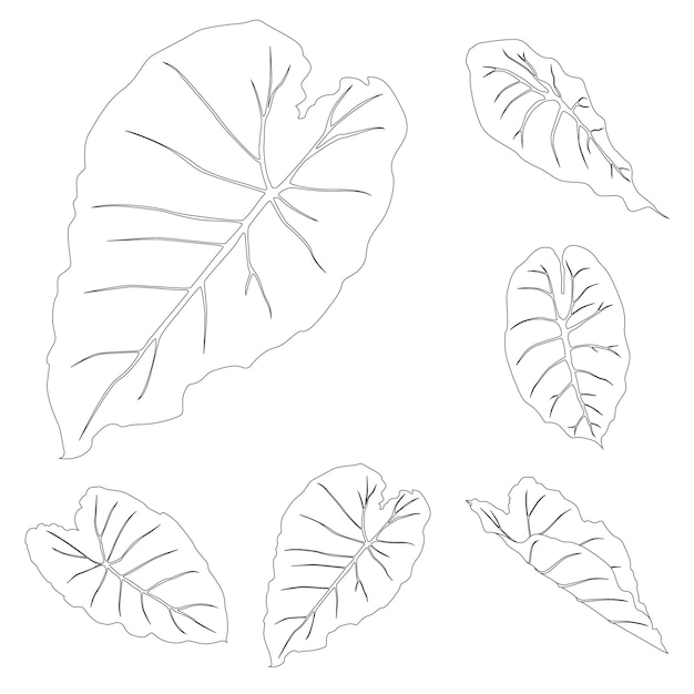 벡터 알로카시아 잎 라인 아트 열대 식물 잎 컬렉션은  ⁇  바탕에 고립되어 있습니다.