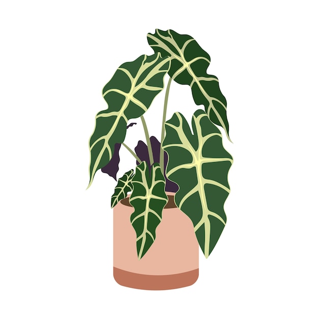 Vector alocasia plant in pot op witte achtergrond schattig exotisch gebladerte handgetekende doodle stijl