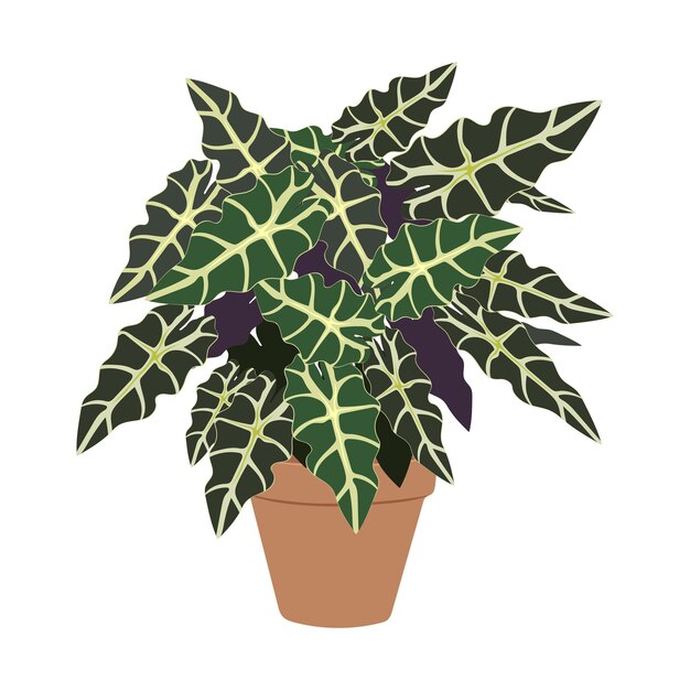 Vettore pianta di alocasia in vaso su sfondo bianco cute fogliame esotico stile doodle disegnato a mano