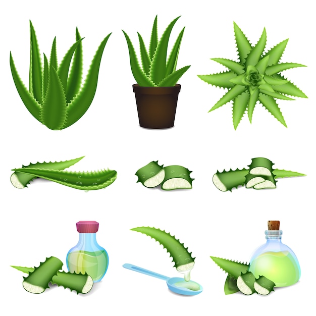 Aloe icons set. cartoon set of aloe icons