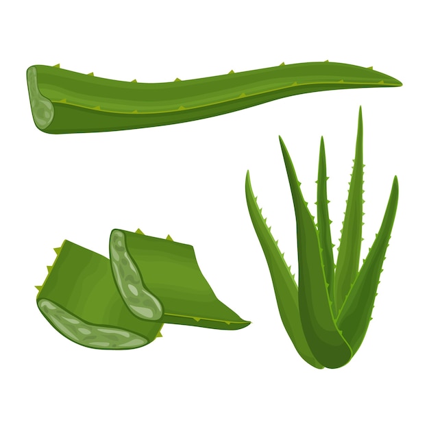 Vettore aloe. immagine della pianta medicinale verde aloe vera. foglie di aloe in sezione. illustrazione vettoriale isolato su sfondo bianco. per la progettazione di etichette per il confezionamento di prodotti per la cura della pelle