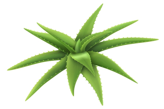 ベクトル アロエの現実的な植物テンプレート パッケージ ラベル スキンケア製品デザイン緑のアロエベラ薬植物自然化粧品コンポーネント 3 d ベクトル イラスト白背景に分離