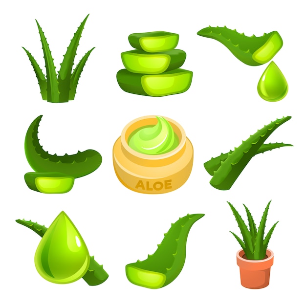 Vector aloe set, cartoon style