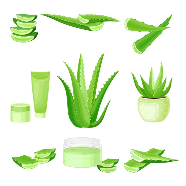 Vector aloe vera als bloeiende succulente plant met dikke vlezige bladeren