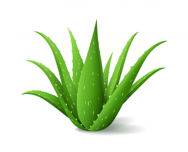 Vettore cespuglio dell'aloe vera, pianta verde realistica, foglie verdi dell'aloe e gambi su fondo bianco, illustrazione