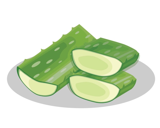 Vector aloe vera herb with slice and cut in half