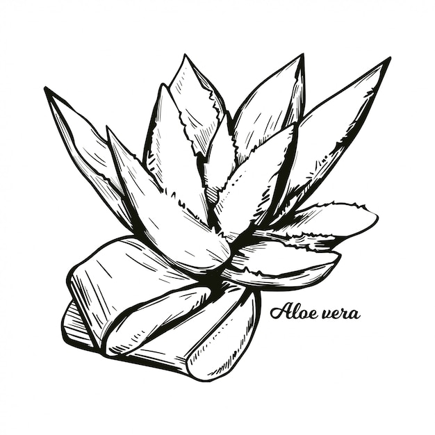 Vector aloe vera isolated medicinal herb hand drawn. succulent plant species of aloe, evergreen perennial. cut and whole plant leaves with inner gel used in cosmetic and medicine.