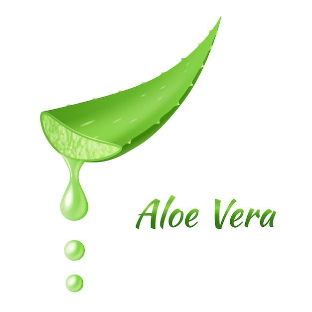 Foglia di aloe vera, pianta verde realistica, foglie o pezzi tagliati con succo di aloe gocciolante