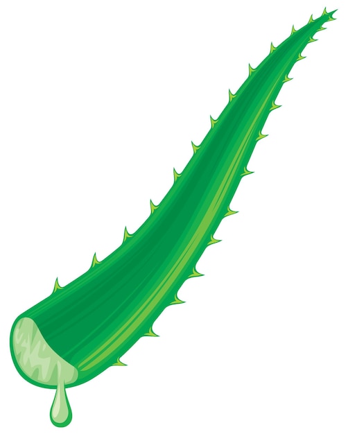 Vettore foglia di aloe vera