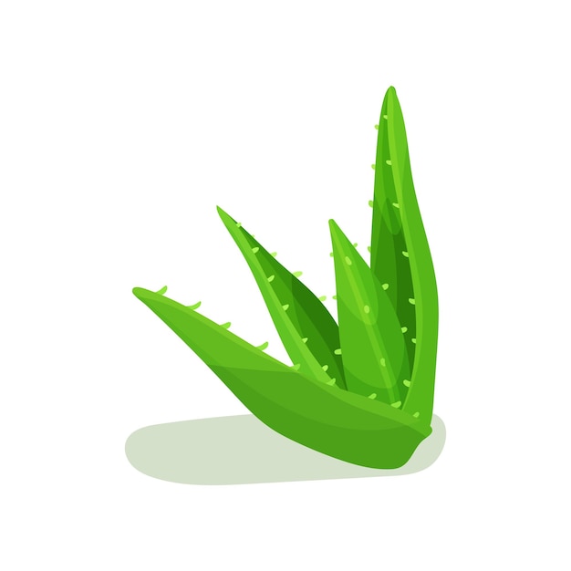 Вектор Листья алоэ вера ярко-зеленые сочные растения ботаническая тема плоский векторный элемент для этикетки косметических продуктов