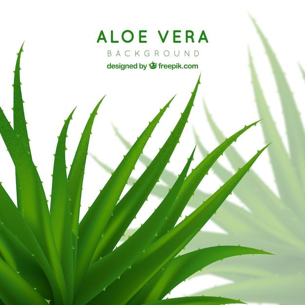 Vector aloe vera plant background