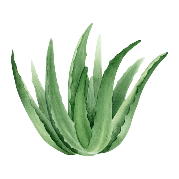 Алоэ вера растение Ботанический сочный алоэ Акварельная иллюстрация рисованной