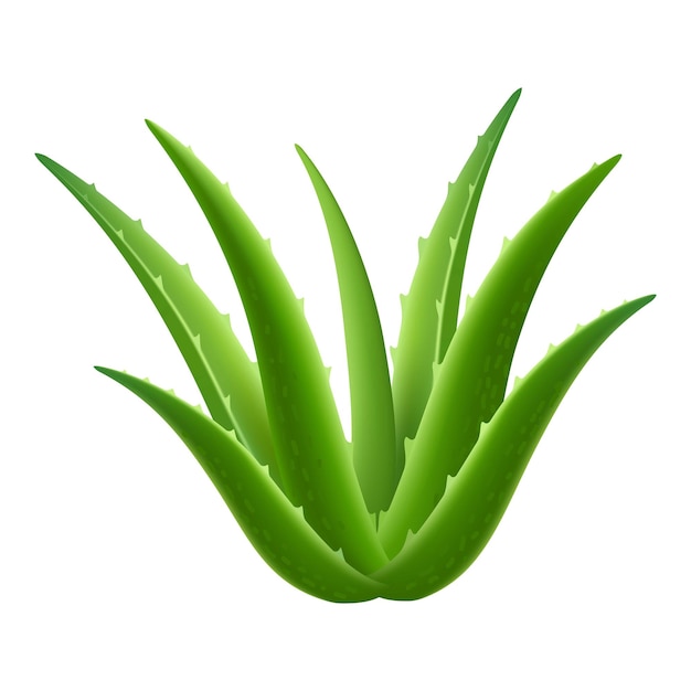 アロエベラ植物のアイコン アロエヴェラ植物のベクトルアイコンの現実的なイラスト 白い背景に隔離されたウェブデザイン