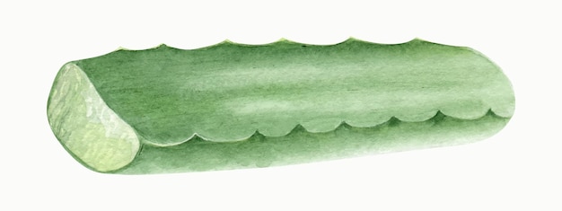 アロエベラの植物 ジューシーなアロエの葉 水彩イラスト 手描き