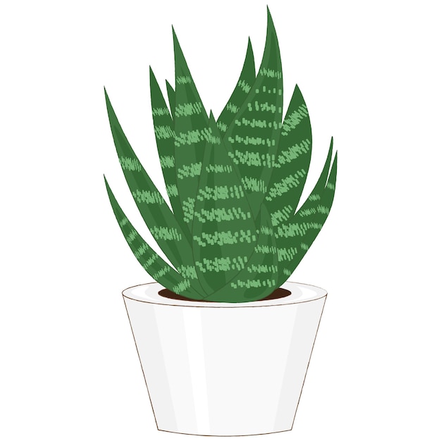 Pianta di aloe vera in vaso